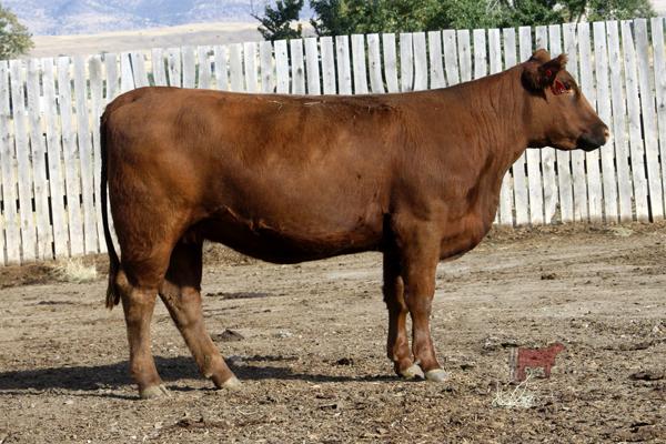 Lot 10B - SRR LOUISE 0127-567