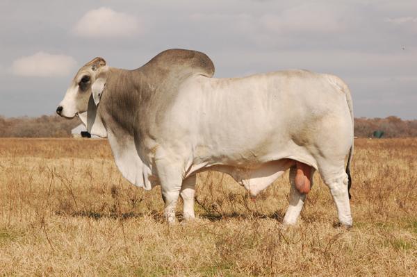 192/4 - Sire of JDH LADY REESE MANSO