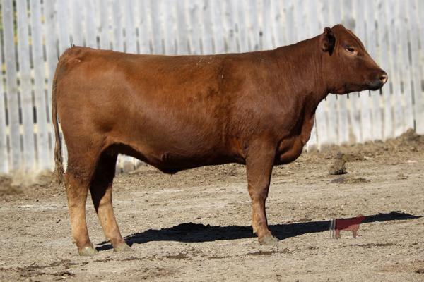 Lot 17A - SRR JOAN 033-8050