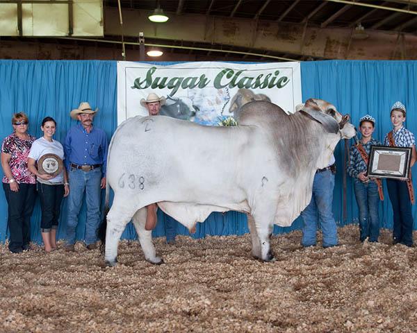 "Sir Richard" Grand Champion at Sugar Classic
