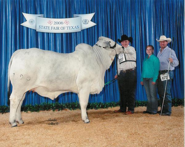 Dam of Lot 12 - + Lady H Alexi Manso 790