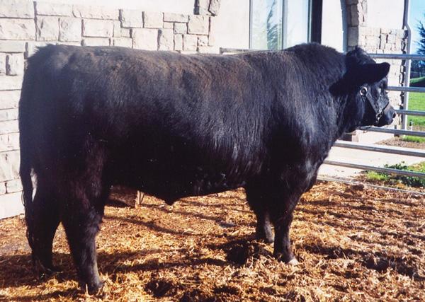 Black Label - Sire of Lot 25