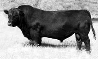 Sire - Crescent Creek Brave Heart 35F