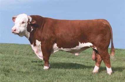 C-S Pure Gold 98170 - Sire