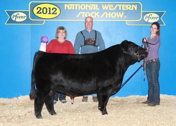 EZ Captain Jack 1X - Service Sire for Lot 10