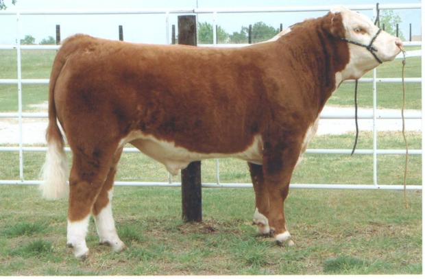 Sire of CH069 "Chaos"