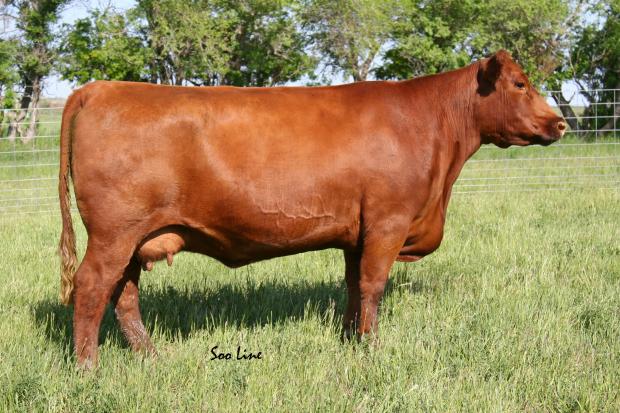 DJE 61N - Gladiator's Full Sister