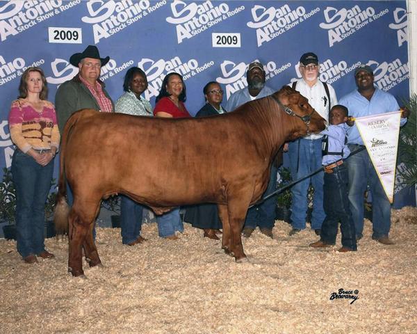 Full Brother to 2009 S.A.L.E Reserve Champion Limi