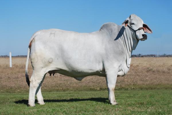 Dam of Lot 10 - Lady H Molly Manso 960/7