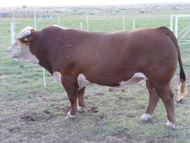 Showtime as a Mature Bull