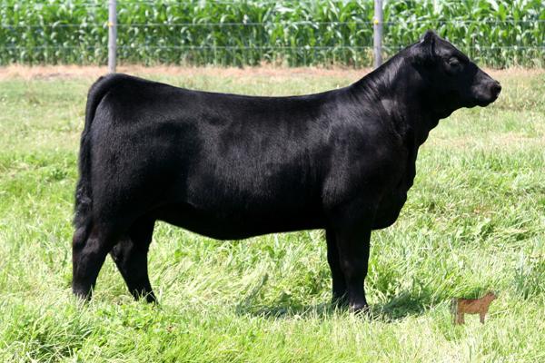 Maternal silbing to Lot 11 - Sold as lot 17 in our 2011 sale for $5200 