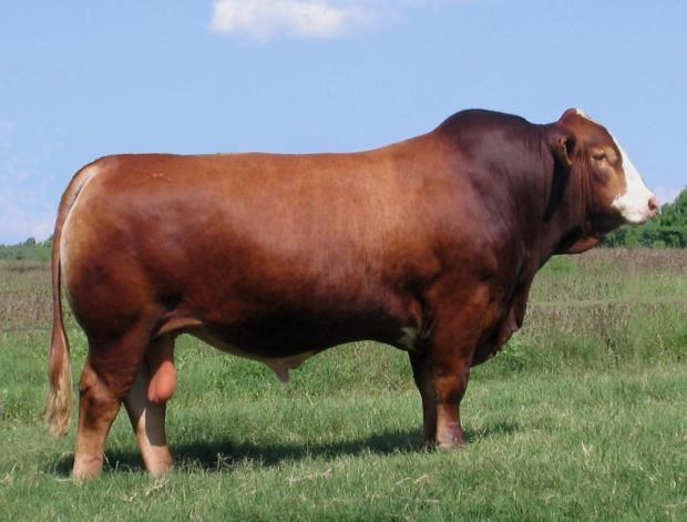 Full Sib : LMC Full House 