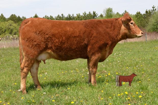 Dam - Fort Ellice Polled Whip, LSF 78W