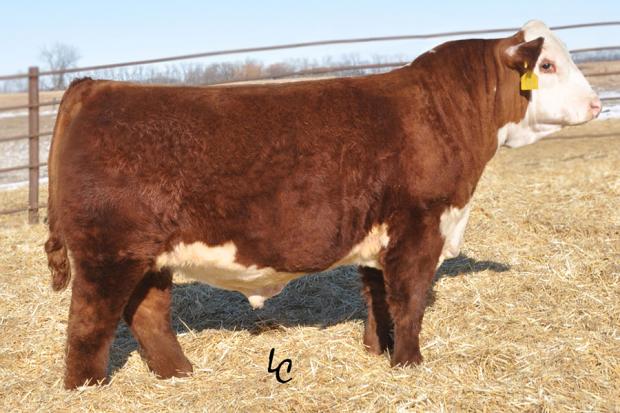TH 22R 16S LAMBEAU 17Y - Sire of 403A