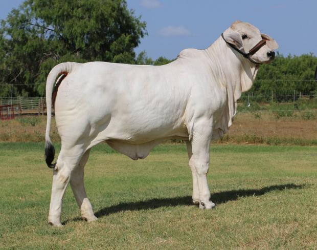 Lot 1 daughter - LMC LF Polled Reina