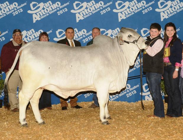 Lot 1 daughter - LMC Polled Spice