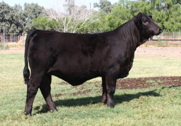 Lot 13's daughter - the $41,000 LMC Redream