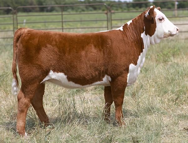 Full Sib to Lot 2 Embryos