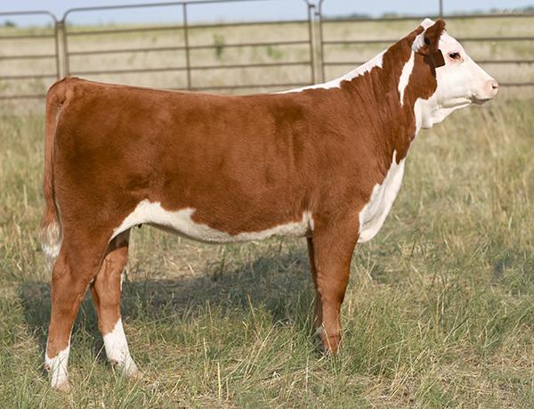 Full Sib to Lot 2 Embryos
