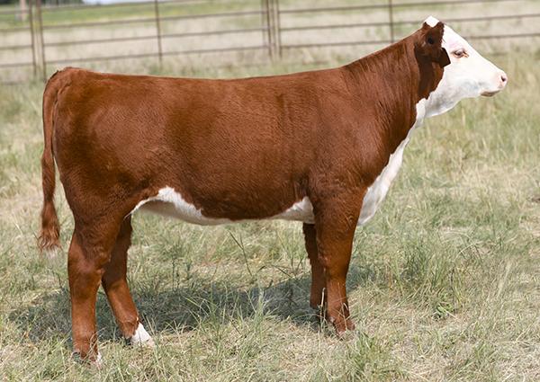 Full Sib to Lot 2 Embryos