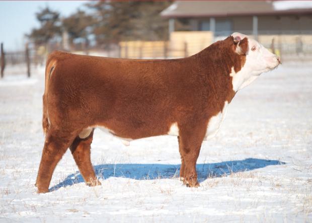 Full Sib to Lot 2 Embryos