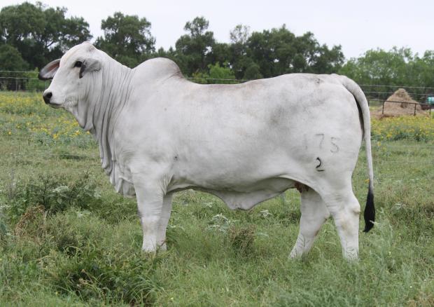 Champion LMC Polled Goodness sired by LMC Apollo