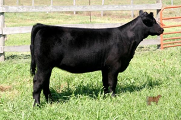 Lot 12 in our 2011 sale - maternal sib 