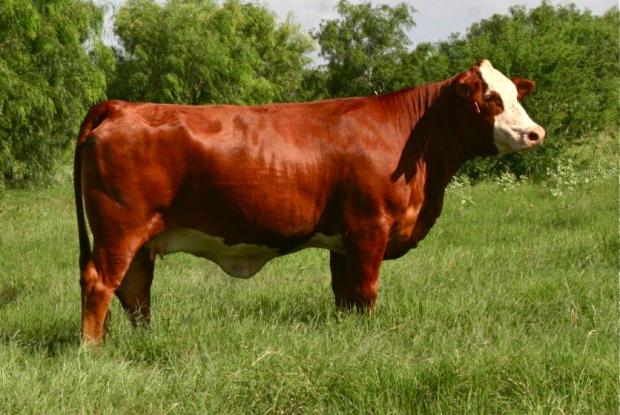 BBS Jennie Walker - Daughter