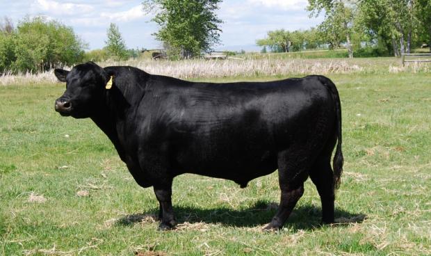 Ayres Montana Upgrade, service sire of lot 27