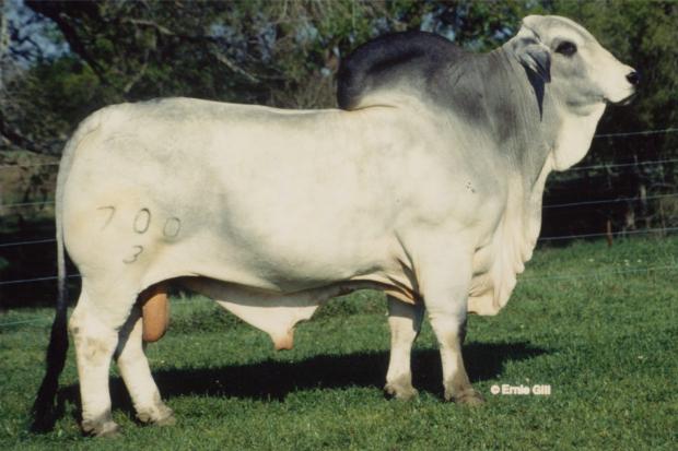  +MR. V8 700/3 - Sire of Embryos