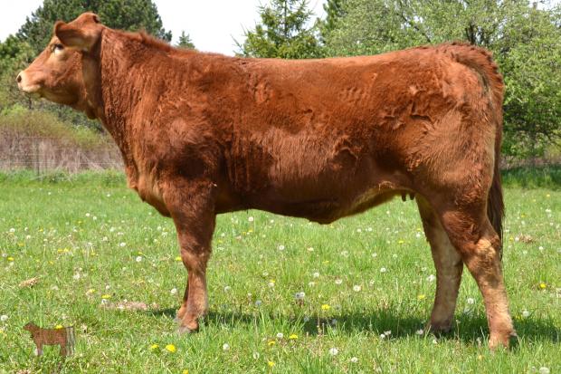 Dam - F.E. Polled Xrissa
