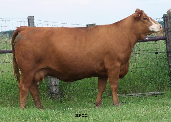 Grand-dam of Lot 20E