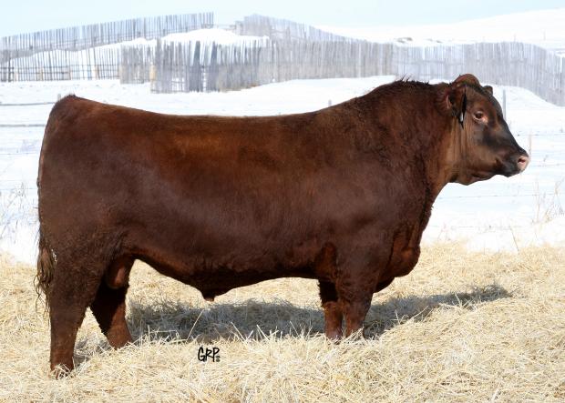 Sire of Embryos - Red VGW Game Plan 816