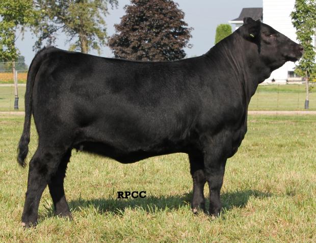 Full Sister: River Point Biene 302Z