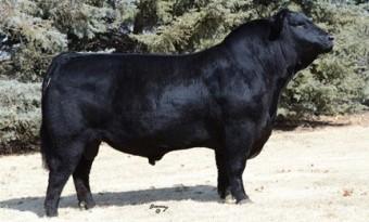 Royal Repetition DRCC 9097W