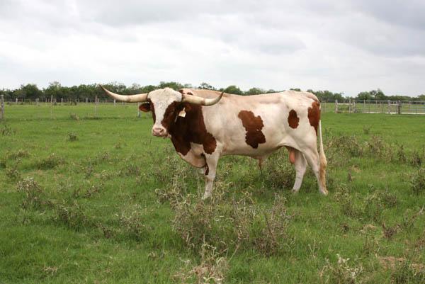 Service Sire - El Cid