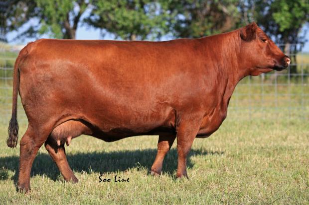 SOO 111R - Gladiator Daughter