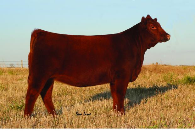 SOO 293T - Gladiator Daughter