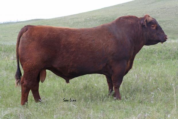 SOO 297R - Gladiator Son