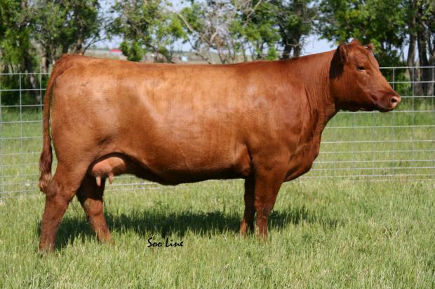 SOO 409S - Gladiator Daughter