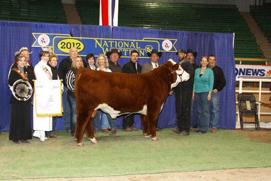 Star Shock Wave 13Y ET - Sire of Embryos