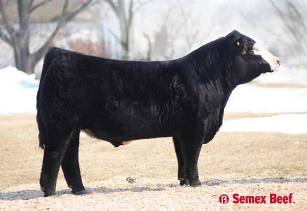 Service Sire of Lot 10 - JS Sure Bet