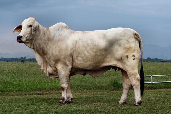 Lady Heritage Manso 173 "Tori" - Dam of Lot 4