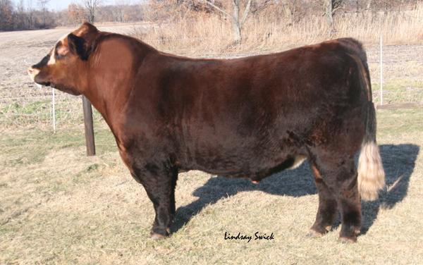 Drakkar - 2 Year-Old