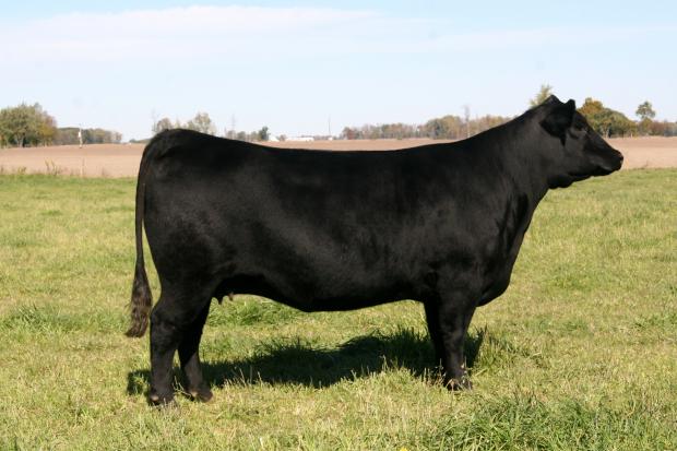 Blackcap Ellen NH 2708, dam of LMF Radar