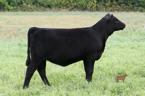 Lot 18 - Maternal Sister to Lot 29