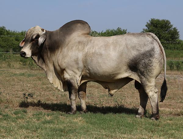 LMC Polled Madison - owned with Ava Barker