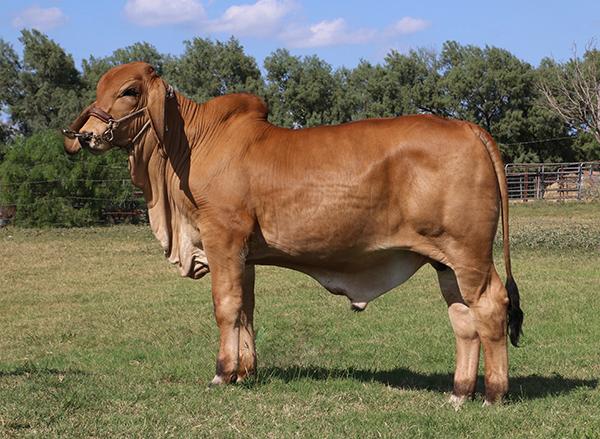 Paternal brother that we sold our good friend Jason Smith from Louisiana