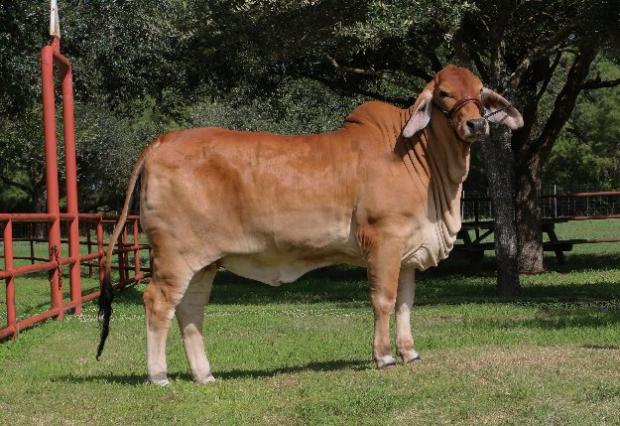 Daughter - $30,000 LMC LF Polled Fina Co-owned with Enrique & Patti Ramos