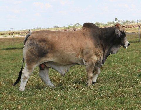 Son - Out of LMC Polled Elegance- new herd bull for Westall Brangus in New Mexico